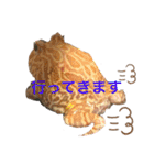 カエル時々カメ（個別スタンプ：15）