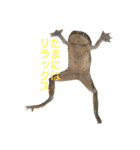 カエル時々カメ（個別スタンプ：19）