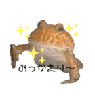 カエル時々カメ（個別スタンプ：22）