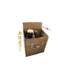 うちのハリー君（個別スタンプ：2）