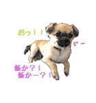 うちのハリー君（個別スタンプ：3）