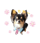 癒されマロン③（個別スタンプ：8）