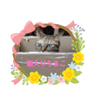ちまこデイリーに使えるかな？（個別スタンプ：9）