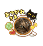 ちまこデイリーに使えるかな？（個別スタンプ：13）