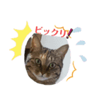 ちまこデイリーに使えるかな？（個別スタンプ：17）