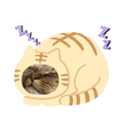 ちまこデイリーに使えるかな？（個別スタンプ：18）