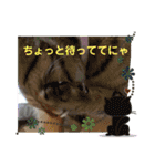 ちまこデイリーに使えるかな？（個別スタンプ：19）