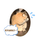 わかちゃんとふくちゃん3（個別スタンプ：4）