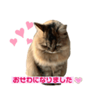 わかちゃんとふくちゃん3（個別スタンプ：8）
