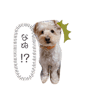 気まぐれシュナプー（個別スタンプ：3）
