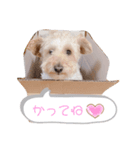 気まぐれシュナプー（個別スタンプ：5）