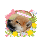 まろあんスタンプ3（個別スタンプ：1）