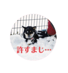 まろあんスタンプ3（個別スタンプ：10）