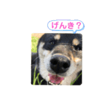 まろあんスタンプ3（個別スタンプ：11）
