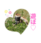 まろあんスタンプ3（個別スタンプ：15）