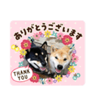 まろあんスタンプ3（個別スタンプ：17）