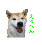 まろあんスタンプ3（個別スタンプ：20）