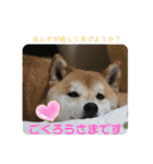 まろあんスタンプ3（個別スタンプ：31）