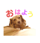 チワックスの空太くん❤︎（個別スタンプ：1）
