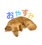 チワックスの空太くん❤︎（個別スタンプ：2）
