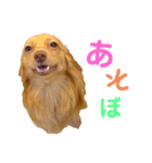 チワックスの空太くん❤︎（個別スタンプ：7）