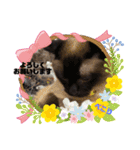 三男z（個別スタンプ：2）