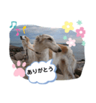 ボルゾイ borzoi（個別スタンプ：1）