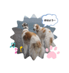 ボルゾイ borzoi（個別スタンプ：3）