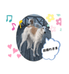 ボルゾイ borzoi（個別スタンプ：6）