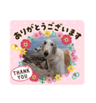 ボルゾイ borzoi（個別スタンプ：8）