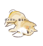 しばけん。（個別スタンプ：6）
