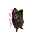 ポメラニアン もこちゃん（個別スタンプ：5）