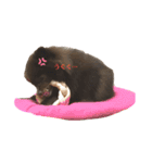 ポメラニアン もこちゃん（個別スタンプ：13）