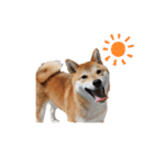 柴犬 麦のはじめまして（個別スタンプ：1）