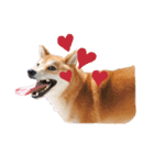 柴犬 麦のはじめまして（個別スタンプ：3）