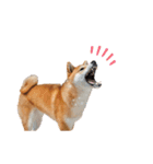 柴犬 麦のはじめまして（個別スタンプ：4）