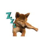 柴犬 麦のはじめまして（個別スタンプ：6）