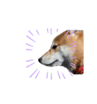 柴犬 麦のはじめまして（個別スタンプ：8）