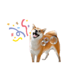 柴犬 麦のはじめまして（個別スタンプ：10）