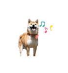 柴犬 麦のはじめまして（個別スタンプ：11）