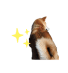 柴犬 麦のはじめまして（個別スタンプ：12）