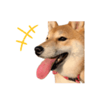 柴犬 麦のはじめまして（個別スタンプ：13）