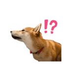 柴犬 麦のはじめまして（個別スタンプ：16）