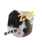 みんなのぬこ（個別スタンプ：2）