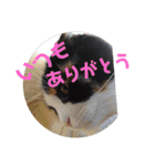 みんなのぬこ（個別スタンプ：4）