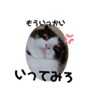 みんなのぬこ（個別スタンプ：8）