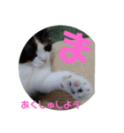 みんなのぬこ（個別スタンプ：9）