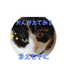 みんなのぬこ（個別スタンプ：12）
