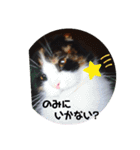 みんなのぬこ（個別スタンプ：14）