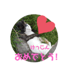 みんなのぬこ（個別スタンプ：15）